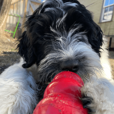 PET DROP-IN VISITS